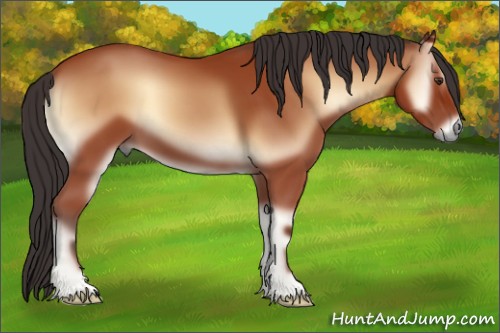 Horse Color:Bay Onyx 