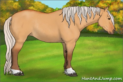 Horse Color:Silver Buckskin Dun Rabicano 