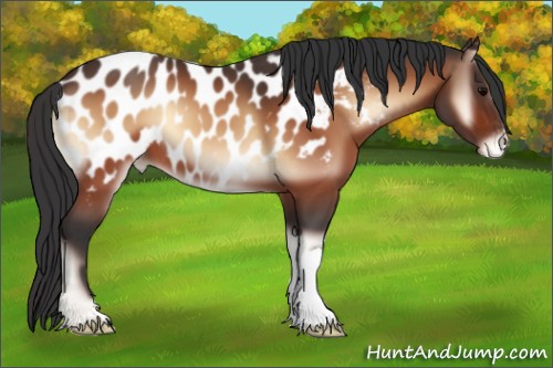Horse Color:Bay Onyx Appaloosa 