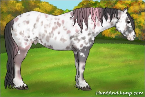 Horse Color:White Spotted Blue Onyx Ice Appaloosa Rabicano 