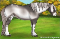 Horse Color:Platinum White Spotted Liver Red Onyx Roan Appaloosa