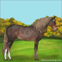 Horse Color:Liver Chestnut 