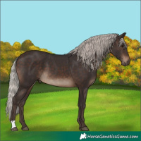 Horse Color:Silver Brown