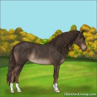Horse Color:Liver Chestnut Rabicano