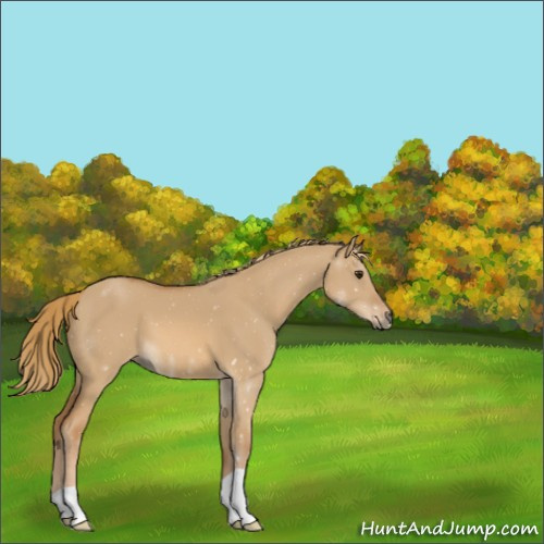 Horse Color:Red Dun