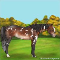 Horse Color:White Spotted Brown Varnish Rabicano 
