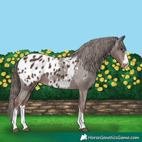 Horse Color:Liver Chestnut Appaloosa 