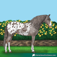 Horse Color:Liver Chestnut Appaloosa 