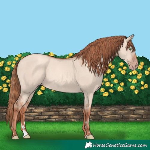Horse Color:Gold Champagne Dun Rabicano 