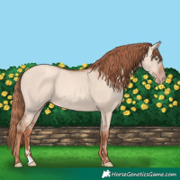 Horse Color:Gold Champagne Dun Rabicano 