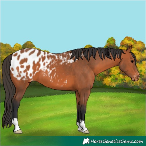 Horse Color:Bay Appaloosa 