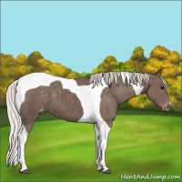 Horse Color:Silver Black Tobiano Appaloosa