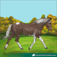 Horse Color:Silver Black Tobiano Varnish 