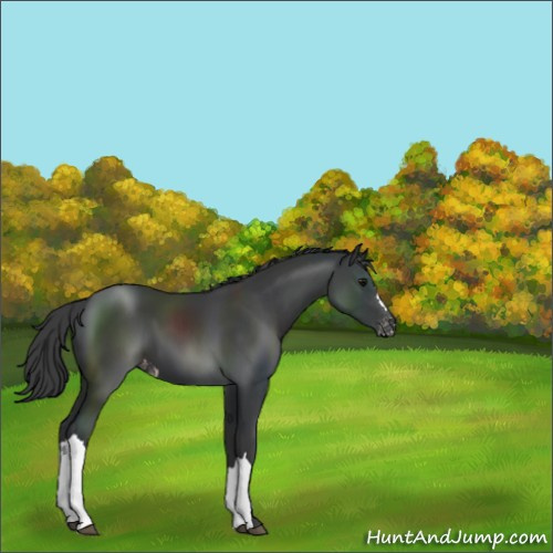Horse Color:Black Appaloosa 