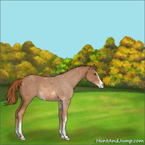 Horse Color:Chestnut Sabino Appaloosa 
