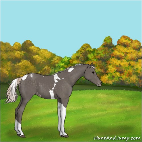 Horse Color:Silver Black Tobiano Appaloosa 