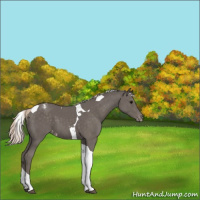 Horse Color:Silver Black Tobiano Appaloosa 