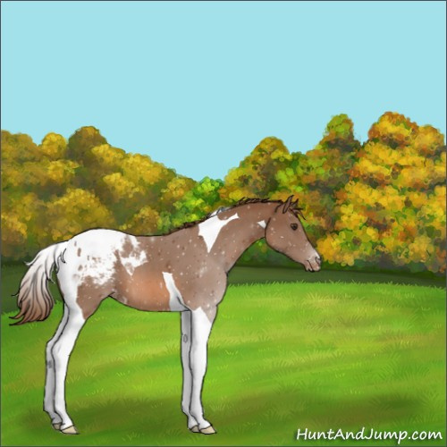 Horse Color:Chestnut Tobiano Appaloosa