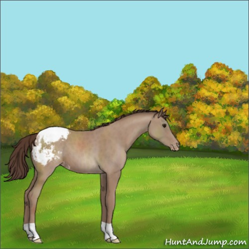 Horse Color:Classic Champagne Appaloosa 