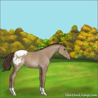 Horse Color:Classic Champagne Appaloosa
