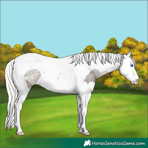Horse Color:Silver Grullo Splash Tobiano Appaloosa 
