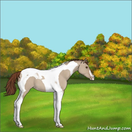 Horse Color:Classic Champagne Dun Tobiano Appaloosa 