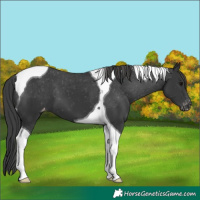 Horse Color:Black Tobiano Appaloosa 