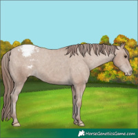 Horse Color:Classic Champagne Appaloosa 