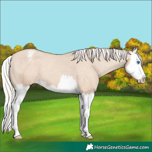 Horse Color:Silver Classic Champagne Dun Splash Appaloosa 