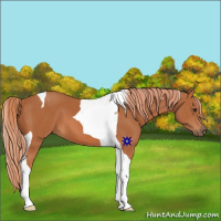 Horse Color:Chestnut Tobiano 