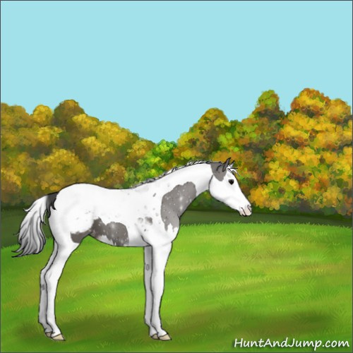 Horse Color:Grullo Splash Tobiano Appaloosa 