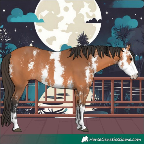 Horse Color:Bay Sabino Rabicano 