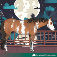 Horse Color:Bay Sabino Rabicano 