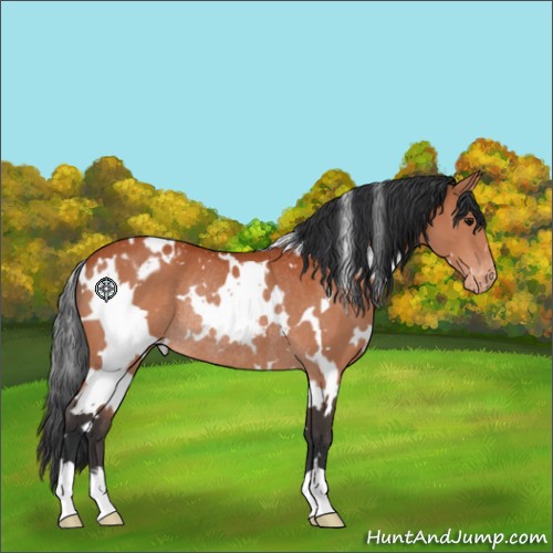 Horse Color:White Spotted Bay Appaloosa Rabicano 