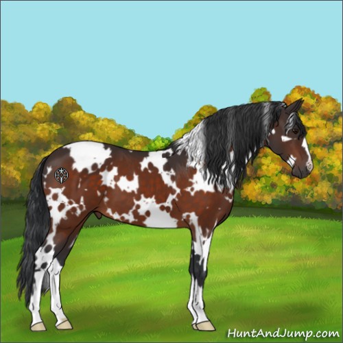Horse Color:White Spotted Bay 