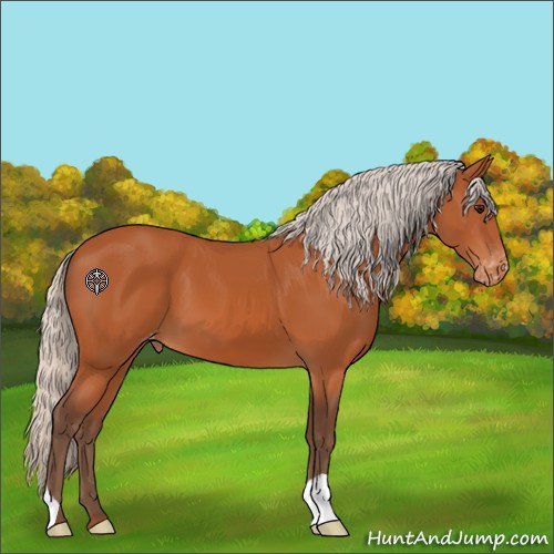 Horse Color:Silver Bay Appaloosa 