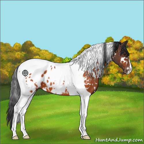 Horse Color:White Spotted Brown Tobiano Appaloosa 