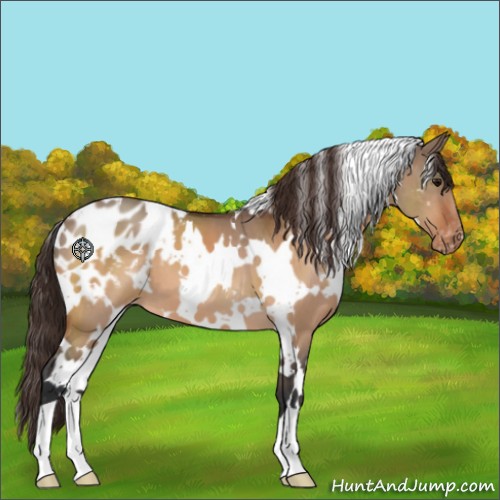 Horse Color:White Spotted Bay Dun Appaloosa 
