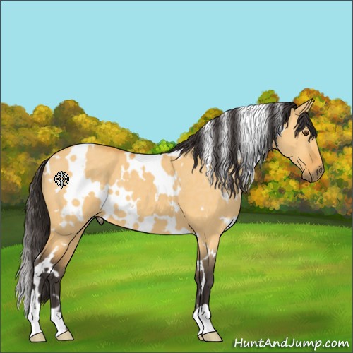 Horse Color:White Spotted Buckskin Dun 