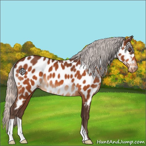 Horse Color:Silver Bay Near Leopard 
