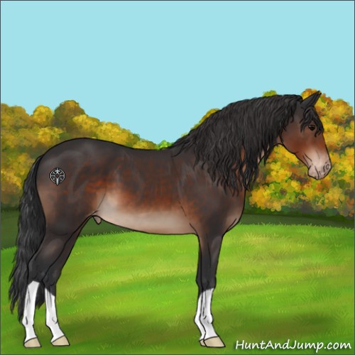 Horse Color:Brown Appaloosa 