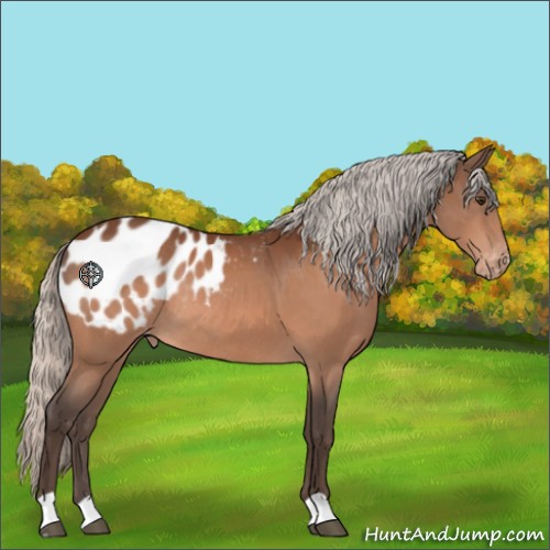 Horse Color:Silver Brown Appaloosa Rabicano 