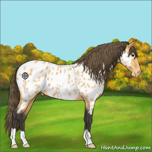 Horse Color:Buckskin Appaloosa 
