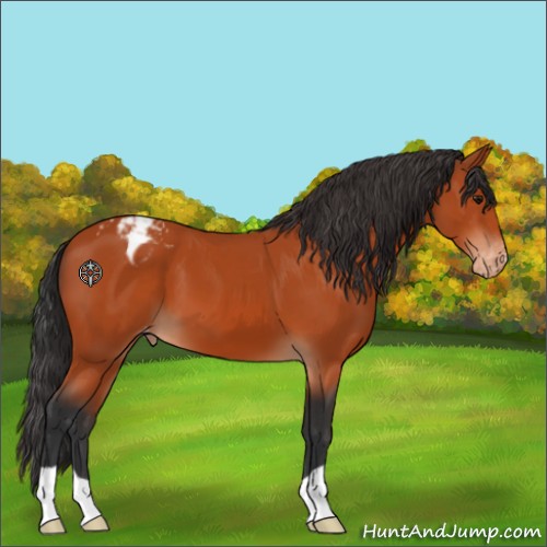 Horse Color:Bay Appaloosa 