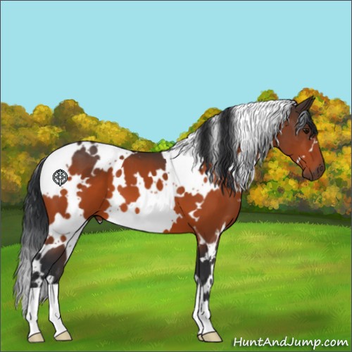 Horse Color:White Spotted Bay 
