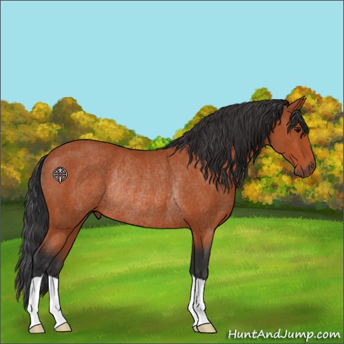 Horse Color:Bay Rabicano 