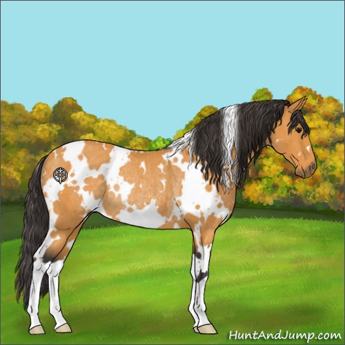 Horse Color:White Spotted Buckskin Rabicano 