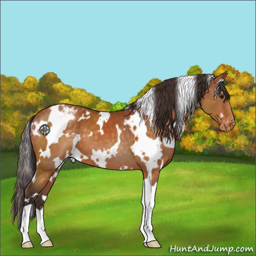Horse Color:White Spotted Buckskin Appaloosa 