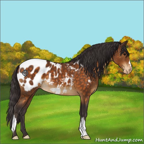 Horse Color:Buckskin Appaloosa 
