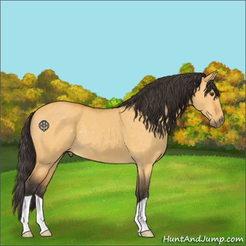 Horse Color:Buckskin Dun 